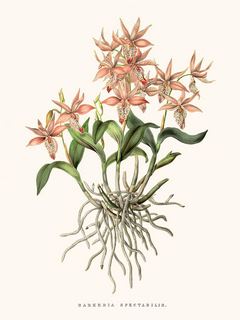 Orchidee-Barkeria-SE_OrchidBarkeria