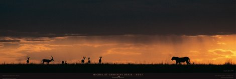 Scene-de-chasse-Panthera-leo-Masai-Mara-(Kenya)-MC-Denis-Huot-ANIMAUX