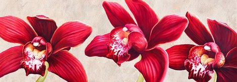 4LC2854-Eleganti-orchidee-FLEURS--Luca-Villa