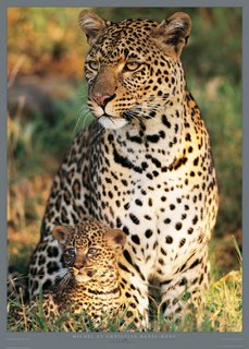 Image Léopards mère-enfant Panthera pardus Masaï-Mara (Kenya)  Philip Plisson ANIMAUX 