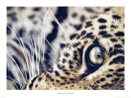Image The eye of the leopard M&C Denis Huot ANIMAUX