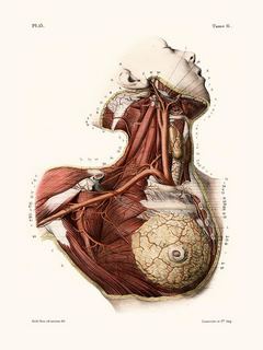 Anatomie-Pl13-Buste-de-femme-SE_Anat.Pl13