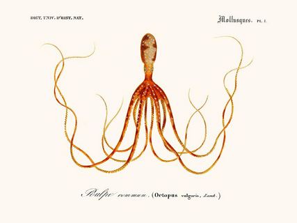 Cephalopode-SE_DorbCephalopodesEcarte