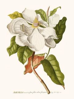 Magnolia-SE_EhretMagnolia