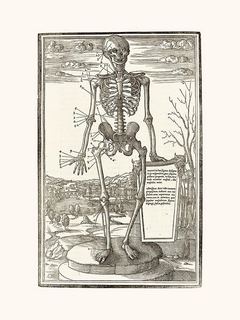 Image Human Skeleton SE_Human_skeleton