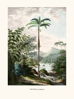 Image Iriartea ventricosa, Histoire naturelle des palmiers SE_Iriarteaventricosa_Histoirenaturelledespalmiers