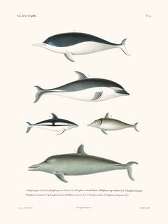 Image Dauphins - La Coquille SE_LaCoquilleDauphins