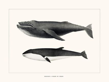 Image Baleine à bosse et Orque SE_MelBaleineabosseetorquex