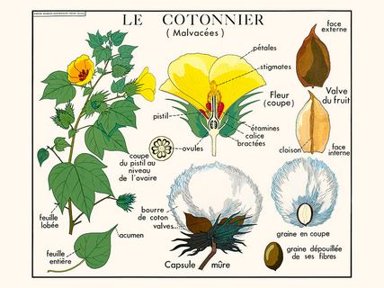 Le-cotonnier-SE_N_1Cotonnier