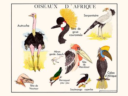 Les-oiseaux-d`Afrique-SE_Oiseauxd_Afrique