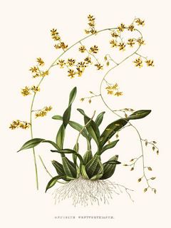 Orchidee-Oncidium-SE_OrchidOncidium