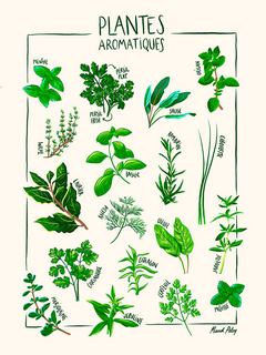 Image SE_Affiche_plantesaromatiques Plantes aromatiques Maud Peloq