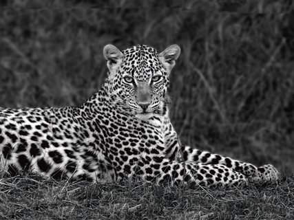 Image ig4650k Xavier Ortega Leopard Portrait ANIMAUX 