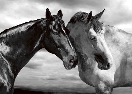 Image ig4655 Horse Portrait cheval chevaux  Jorge Llovet