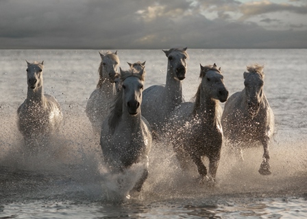 ig4660-Horses-Landing-at-the-Beach-cheval-chevaux--Jorge-Llovet