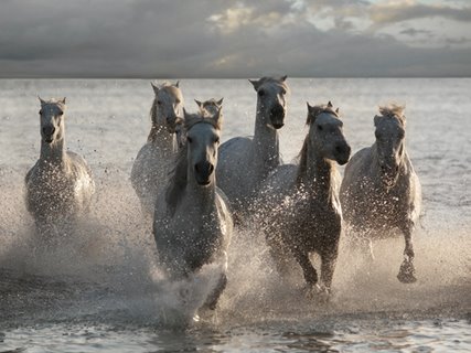 Image ig4660k Jorge Llovet Horses Landing at the Beach ANIMAUX 