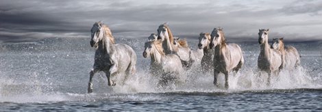 ig4662-Horses-Running-at-the-Beach-cheval-chevaux---Jorge-Llovet