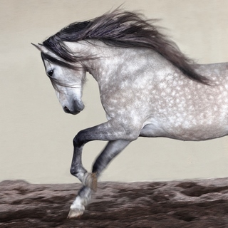 ig5037-Perseverance-cheval-chevaux--Jorge-Llovet