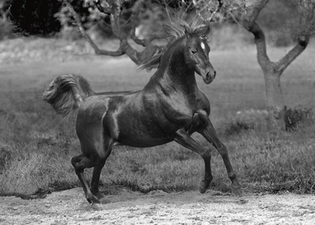 Image ig5039 Feeling Free cheval chevaux  Jorge Llovet