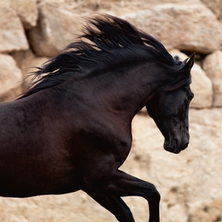 Image ig5611 Black Power cheval chevaux Jorge Llovet